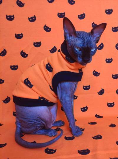 Suspicious Kitties - Yeezus