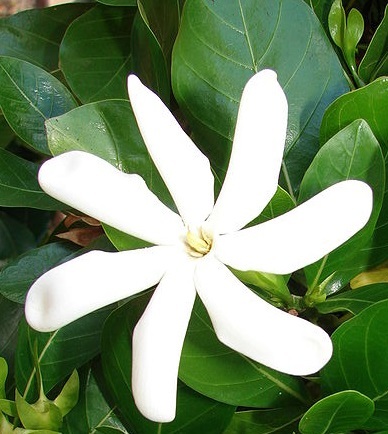 Tiare Flowers Long Burning Hand Dipped Incense