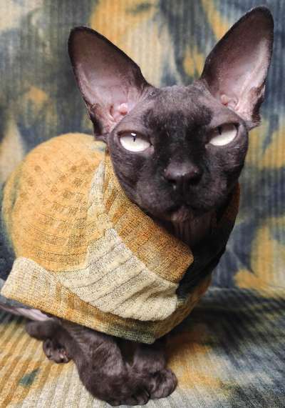 Black & Gold Ribbed For Her Pleasure