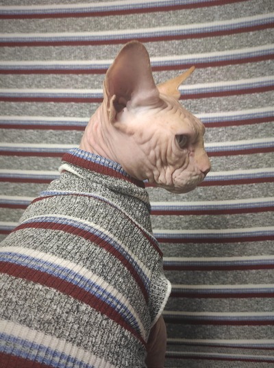 The Collegiate Ribbed For Her Pleasure