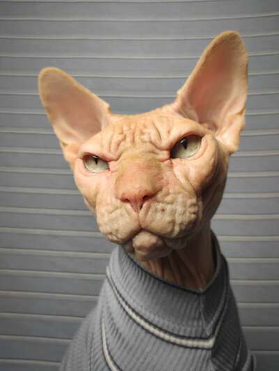 Blue Steele Ribbed For Her Pleasure