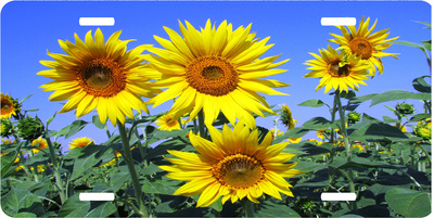Sunflower Vanity License Plate