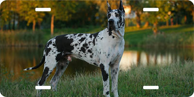 Great Dane Vanity License Plate