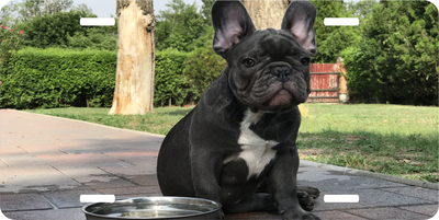 French Bulldog License Plate Auto