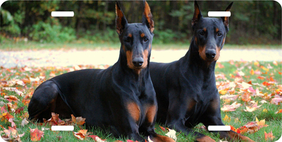 Doberman Vanity License Plate