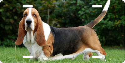 Bassett Hound Vanity License Plate