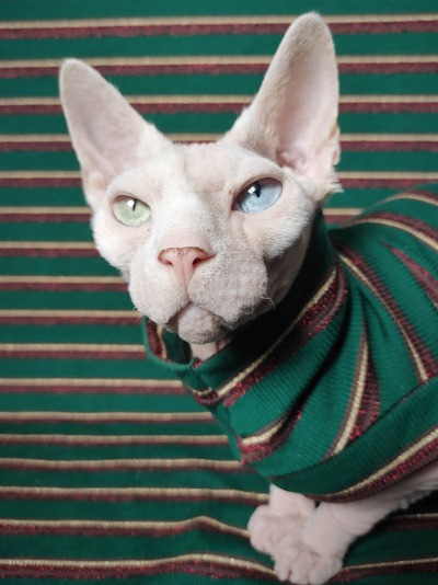 Glitter Elf - Ribbed For Her Pleasure