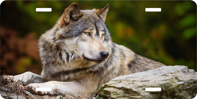 Wolf in the Forest License Plate