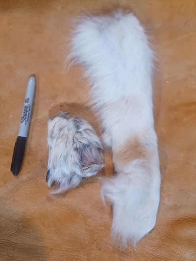 Real Gray Wolf Paw with Some Claws and Legskin