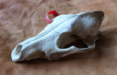 Real Alaskan Gray Wolf Skull SHIPPING INCLUDED