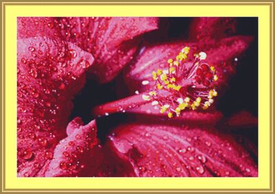 Dew On A Hibiscus Cross Stitch Pattern