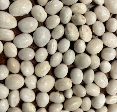 White Caballero Bean Heirloom Seed Packet