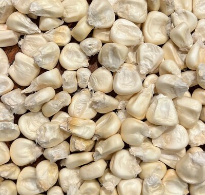 Cacahuazintle White Corn Masa Pozole Tamale Maize 20 Seed Pack