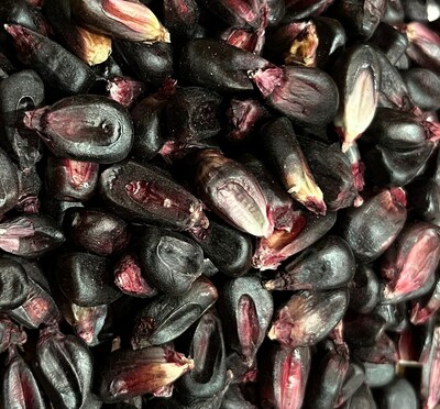 Conico Purple Morado Corn Masa Puebla Tamale Maize 20 Seed Pack