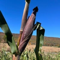 Pink Xocoyul Rosado Masa Tlaxcala Atole Dulce Tamale Corn Maize 20 Seed Pack - Thumbnail 1