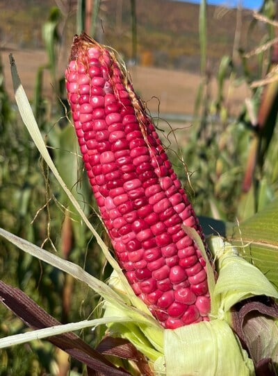 Pink Xocoyul Rosado Masa Tlaxcala Atole Dulce Tamale Corn Maize 20 Seed Pack