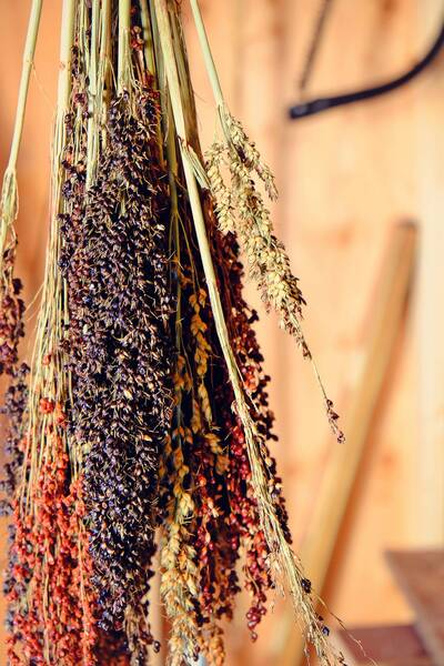 Mixed Colors Sorghum Molasses Cane Broom Corn Heirloom Seed Packet