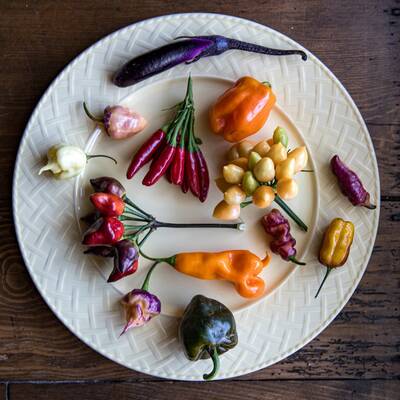 Pingtung Eggplant Purple Asian Long Premium Seed Packet