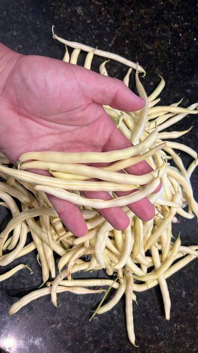 Heirloom Golden Yellow Wax Bean Premium Seed Packet