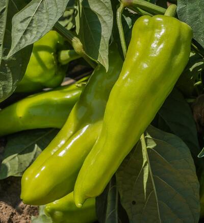 Cubanelle Sweet Chile Heirloom Pepper Premium Seed Packet