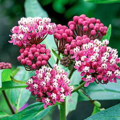 Soulmate Swamp Milkweed Butterfly Weed Asclepias incarnata Premium Seed Packet Monarch
