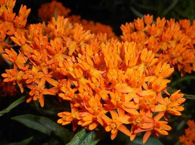 Orange Butterfly Weed Milkweed Premium Seed Packet Monarch
