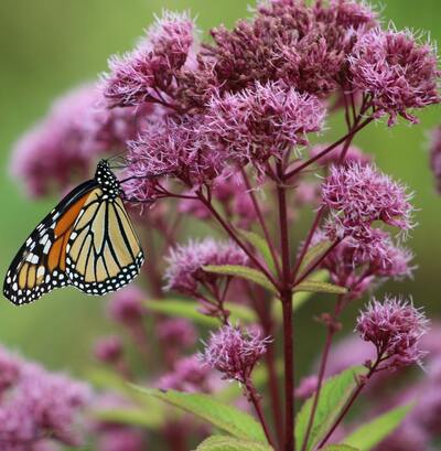 Joe Pye Weed Eutrochium purpureum Premium Seed Packet Monarch