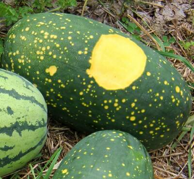 Moon and Stars Watermelon Heirloom Seed Packet