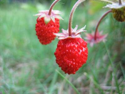 Red Wonder Alpine Strawberry Fraise des Bois Premium Seed Packet