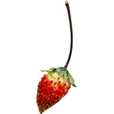 Regina Red Alpine Strawberry Fraise des Bois Premium Seed Packet