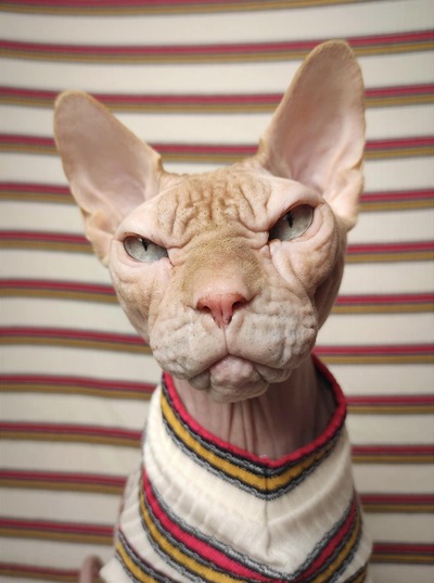 Catsup & Mustard - Ribbed For Her Pleasure