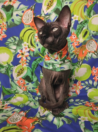 Tropical Fruit (Blue) - Sleepwear