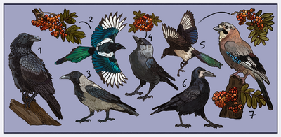 Corvid sticker sheet