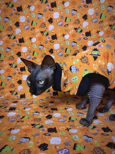 I Want Candy! (Orange)