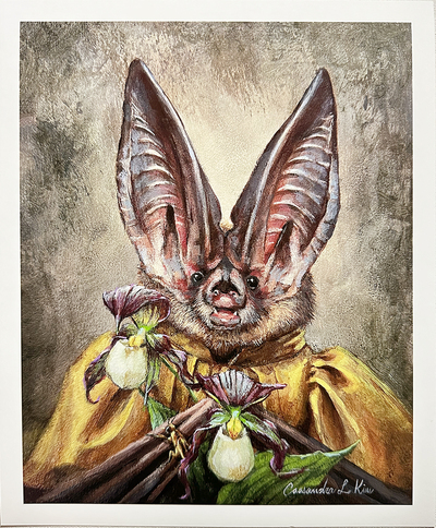 Miss Virginia Big-Earred Bat