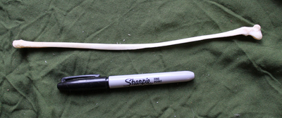 Real Alaskan Gray Wolf Ulna Bone