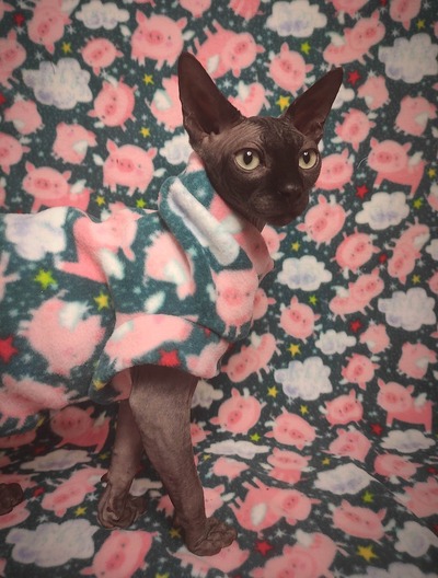 Pigs Fly - Luxe Fleece