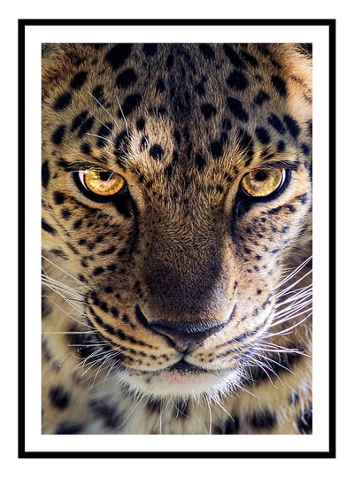 Fierce Leopard Art Print