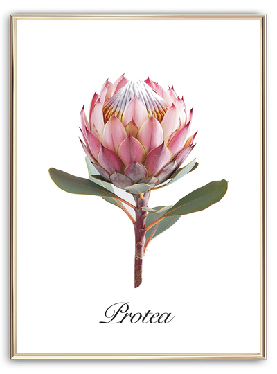 Pink Protea Art Print