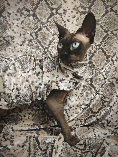 Golden Snake - Velvet