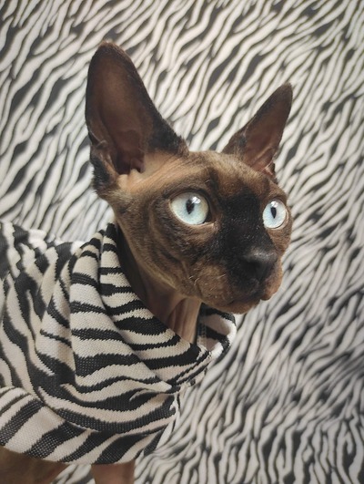 Animalize - Sweaterknit