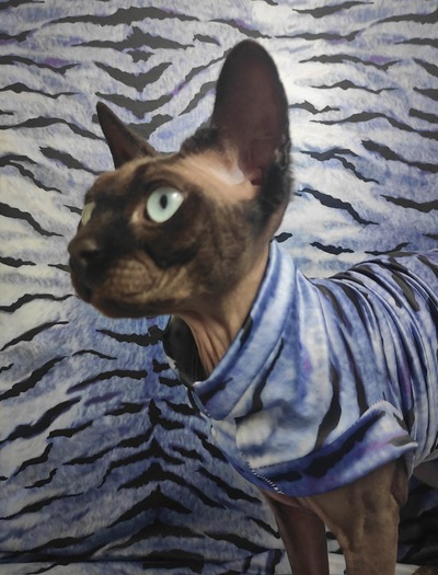 Water Tiger - Swimwear