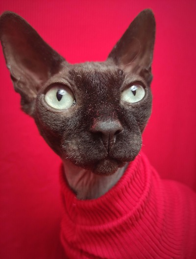 Red Rocket Ribbed For Her Pleasure