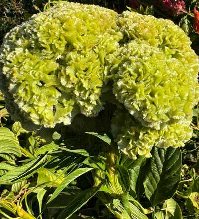 Act Verde Green Crested Celosia Cockscomb Cristata Premium Seed Packet