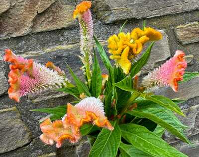 Coral Reef Celosia argentea cristata Cut Flower Seed Packet for Planting