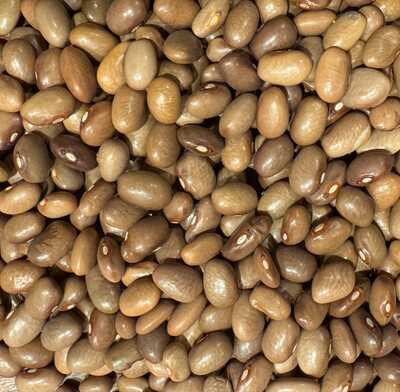 Chocolate Bayo Frijol Bean Heirloom Seed Packet