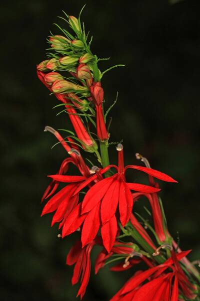 Cardinal Flower Lobelia cardinalis Meadow Wildflowers Premium Seeds for Planting