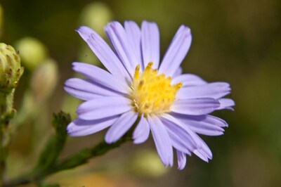 Sky Blue Aster azureus Meadow Wildflowers Premium Seeds for Planting