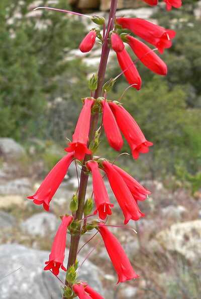 Firecracker Eaton's Penstemon eatonii Meadow Wildflowers Premium Seeds for Planting