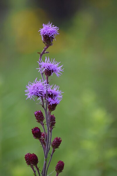Meadow Blazing Star Liatris ligulistylis Meadow Wildflowers Premium Seeds for Planting